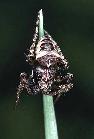 Gibbaranea bituberculata (Araneus bituberculatus) #2509